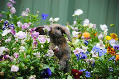 animals-smelling-flowers-27__880.jpg